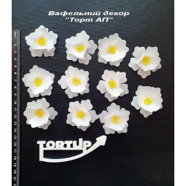 Вафельний декор Квітка №11 Сакура біла 4.5см 11 шт.